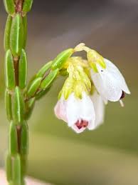 Image result for Erica pleiotricha