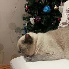 Ben Yapmadim Kedi Cat In 2020 Cats Animals
