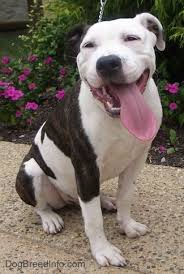 This a great pitbull dog in tiger colour, showing pictures. American Pit Bull Terrier Dog Breed Pictures 5