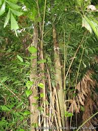 Image result for Caryota urens