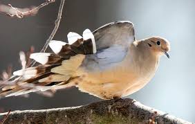 Birds Outside My Window Meaning No That S Not An Owl Outside Your Window Mourning Dove Owl Calls Animals