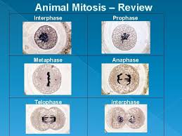 Maybe you would like to learn more about one of these? Mitosis Cell Division How Do Cells Divide And