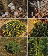 Image result for Hirpicium