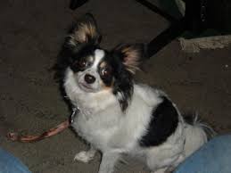 Chion Papillon Chihuahua Mix Info Temperament Puppies Pictures