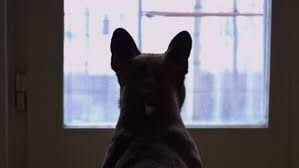 Пес три месяца ждал умершего от COVID хозяина в коридоре больницы Уханя