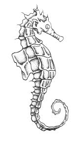 I am starting to get the hang of them. Seahorse Sketch At Paintingvalley Com Explore Collection Of Seahorse Sketch