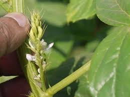 Image result for Cyamopsis