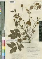 Image result for Xylia torreana