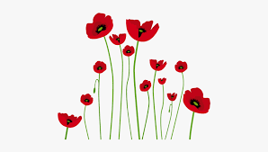 Select from premium poppy flower images of the highest quality. Png Poppy Flower Drawing Transparent Png Transparent Png Image Pngitem
