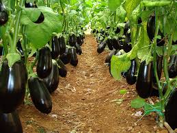 Bitkilerin ekilmesi 15 nisan'dan 15 mayıs'a kadar. Hangi Sebze Ne Zaman Ekilir Sebze Ekim Takvimi