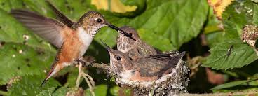Is the ruby throat hummingbird a baby hummingbird? Rufous Hummingbird American Bird Conservancy