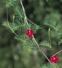 Image result for Ipomoea quamoclit