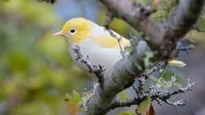 White Birds With Yellow Feathers On Head Pin On Close To Home