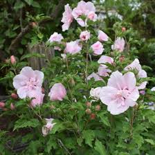 Image result for Hibiscus schinzii