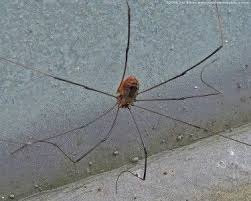 Do daddy long legs kill black widows? Daddy Long Legs Spider Harvestman Are Daddy Long Legs Poisonous Long Leg Spider Daddy Long Pictures Of Insects
