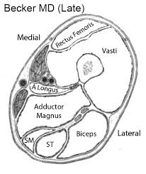 Microscopic anatomy of skeletal muscle. Muscle Mri
