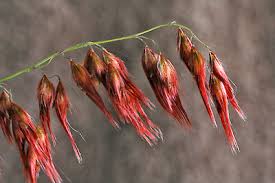 Image result for Melinis longiseta