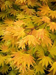 As a group lace leaf maples are sensitive to wind and hot afternoon sun, easily burning at the leaf tips, so careful placement is advised. The Glorious Fall Foliage Of Fullmoon Maple Acer Shirasawanum Autumn Moon Isn T This Tree S Only Plus In Spring The New Lea Japanese Maple Plants Foliage