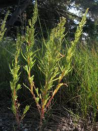 Image result for Suaeda sp. B