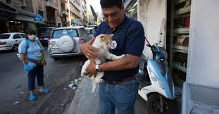Panda paws rescue is a wonderful rescue. Rapid Response Mission To Lebanon