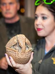 Want to see what zoo animals do at night? The Living Desert pulls back the  curtain with "Park After Dark"