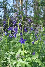 Image result for Delphinium leroyi