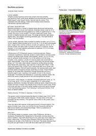 Maybe you would like to learn more about one of these? Bauhinia Purpurea Fabaceae World Agroforestry Centre