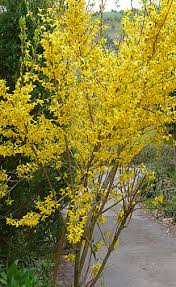 An early bloomer, the yellow flowers of forsythia signal the end of winter like few other plants can. Growing Forsythia