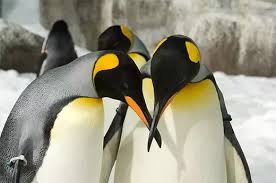 The reason their feathers look like fur is due to how densely packed they are. How To Describe The Sound A Penguin Makes Quora