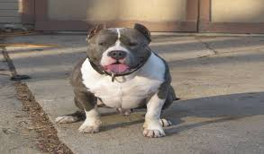 exotic bully the popular expensive list of exotic dog