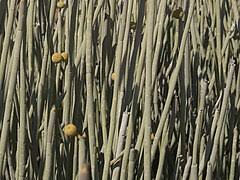 Image result for Euphorbia distinctissima