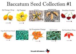 Image result for Capsicum baccatum