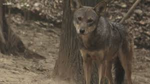 News releases for mexican wolf. Red Wolf Experiment Left Lasting Legacy In Smokies Wbir Com