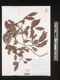 Image result for Diospyros chamaethamnus