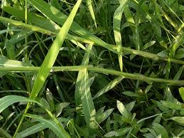 Image result for Urochloa leersioides