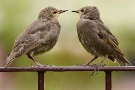 Maybe you would like to learn more about one of these? Der Star Ist Vogel Des Jahres 2018 Nabu