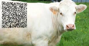 Promotional Marketing From Qr Codes To Qr Cows Cow Promotional Products Marketing White Cow