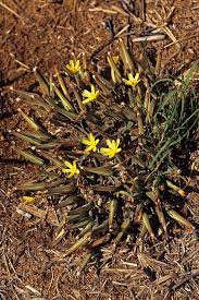 Image result for Launaea rarifolia