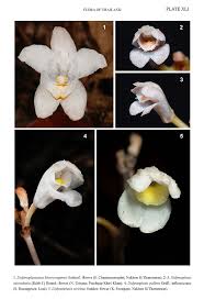 Image result for Didymoplexis