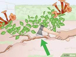 Want to attract hummingbirds to your garden? 4 Ways To Kill Trumpet Vine Wikihow