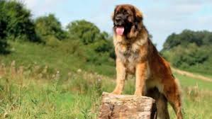 Read our leonberger breed advice or use our dog breed selector to find the perfect dog breed. Dog Price How Much Does An Otterhound Cost Pettime