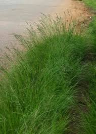 Image result for Eragrostis plana