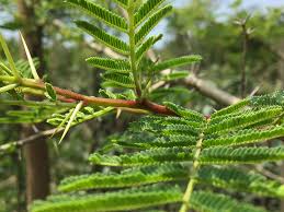 Image result for Acacia karroo