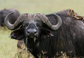 Cape Buffalo Hunting African Buffalo Animals With Horns Buffalo Bulls
