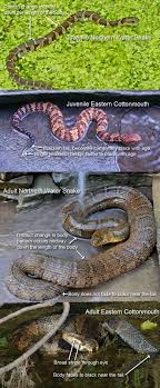 Cottonmouths And Similar Looking Harmless Species