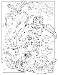 Free, printable coloring pages for adults that are not only fun but extremely relaxing. Sea Turtle Coloring Pages Free Coloring Home