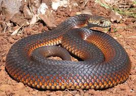 Copperhead Husbandry Aussie Pythons Snakes Copperhead Snake Types Of Snake Poisonous Snakes Australian Native Animals