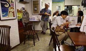 مقهى في طوكيو يمنحك جلسة ملاطفة مع بومة Japan Favorite Places Scenes