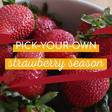 The 300 acre farm now hosts thousands of blueberries you can load the map to see all places where to pick strawberries in connecticut, ct for a better overview and navigation. Dzen Farms Home Facebook