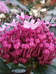 Image result for Clerodendrum